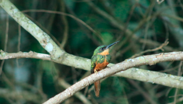 Ariramba de Cauda Ruiva